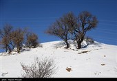 بارش برف در کرستان