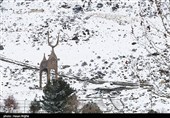 بارش برف در زنجان