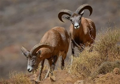پایش بزرگ حیات‌وحش استان سمنان آغاز شد