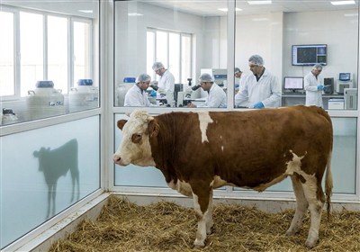 معجزه IVF دامی؛ تولید 20 گوساله از یک گاو در سال به جای یک گوساله!