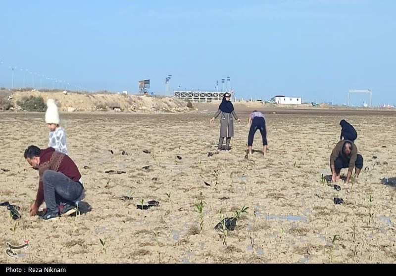 سردار قاسم سلیمانی , اخبار استان بوشهر , روز درختکاری , 