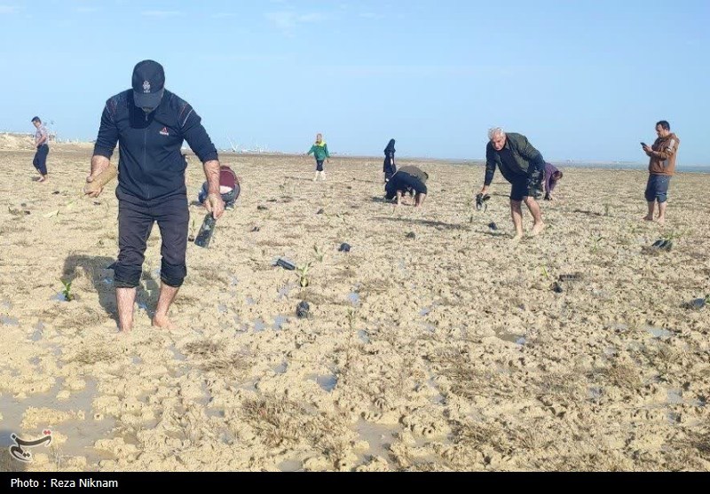 سردار قاسم سلیمانی , اخبار استان بوشهر , روز درختکاری , 