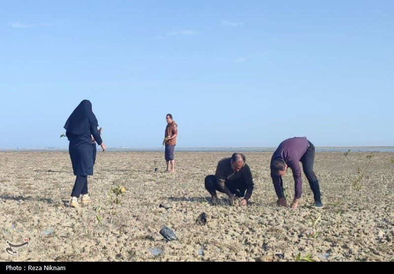 سردار قاسم سلیمانی , اخبار استان بوشهر , روز درختکاری , 