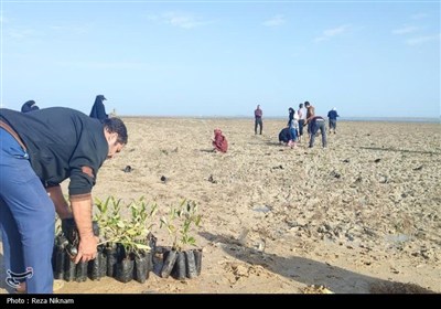 کاشت 2500  اصله نهال به نیت حاج قاسم در سراسر بوشهر+تصویر