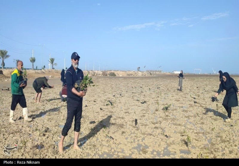 سردار قاسم سلیمانی , اخبار استان بوشهر , روز درختکاری , 
