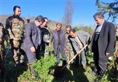 پویش «حاج قاسم»؛ کاشت 63 نهال در هر شهرستان گیلان