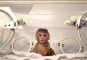 Iran Establishes Primate Research Laboratory to Advance Neurological Treatments