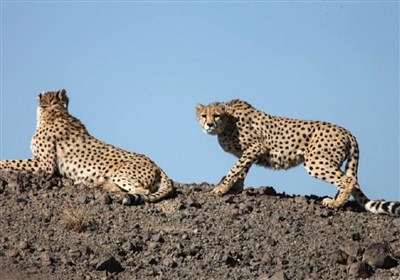 مشاهده 2 قلاده یوز جدید در توران+فیلم