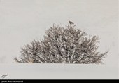 بارش برف در منطقه گریت شهرستان خرم آباد