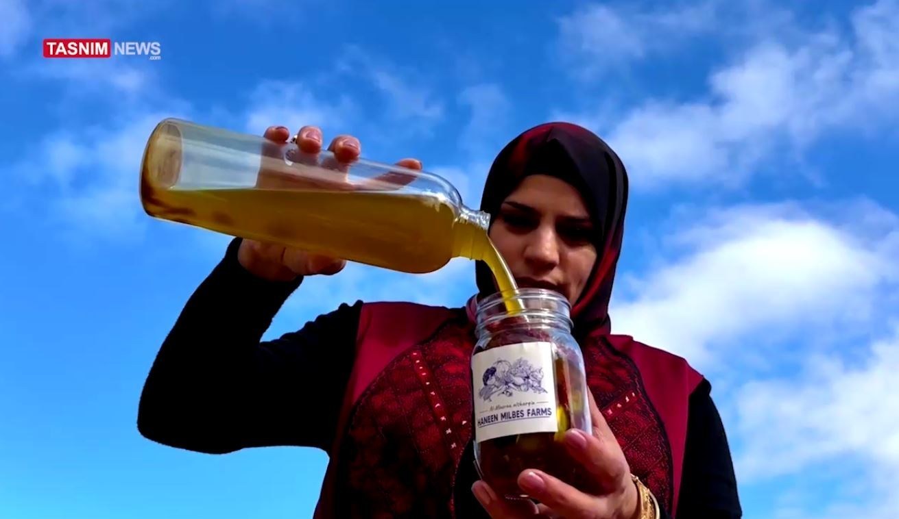 الزراعة , فلسطين , الضفة الغربية , فراولة , 