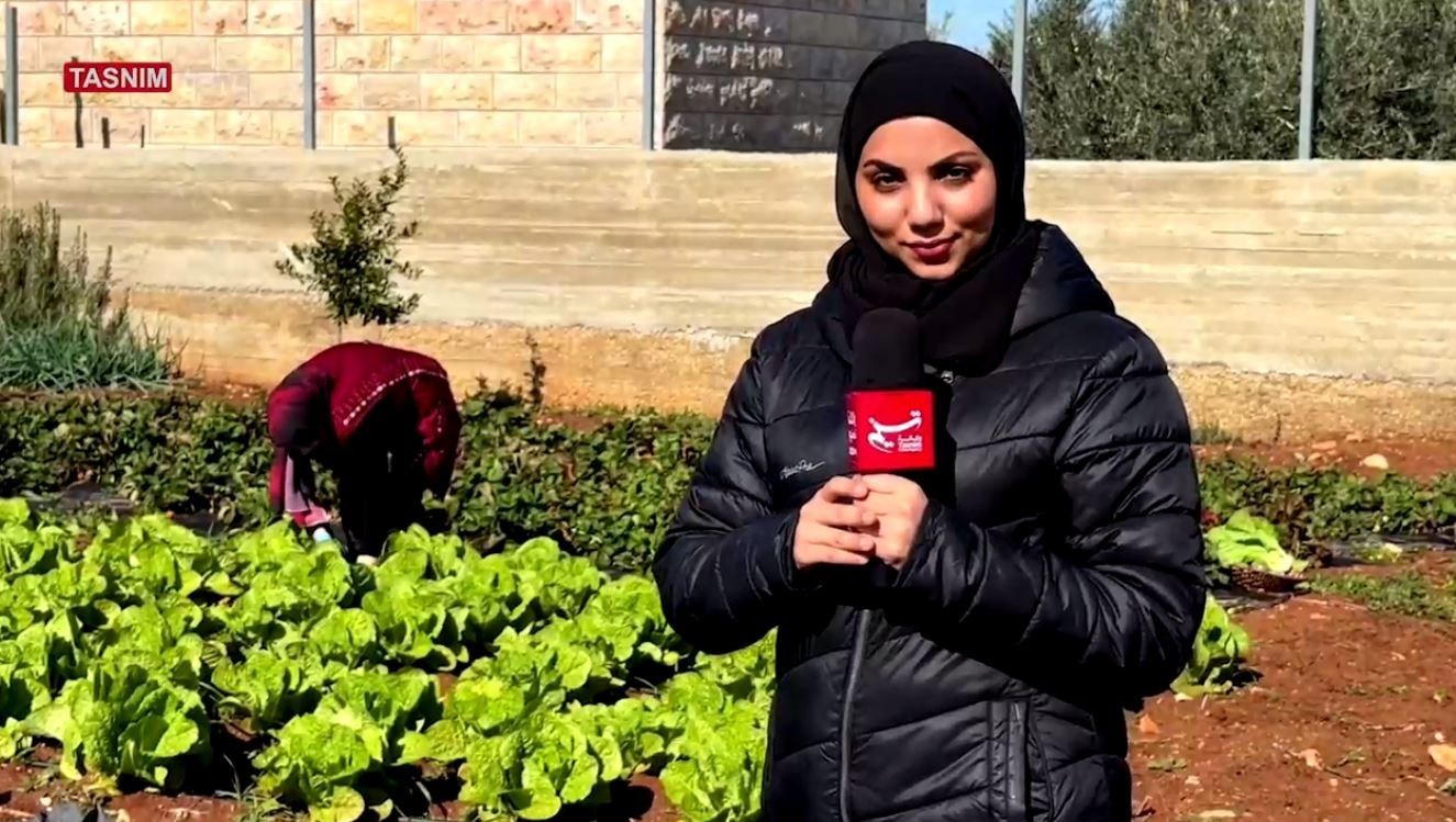 الزراعة , فلسطين , الضفة الغربية , فراولة , 