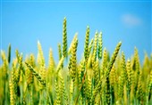 پیش‌بینی تولید 12 میلیون تن گندم در سال جاری