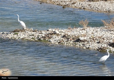 پرندگان مهاجر آبزی در کهگیلویه و بویراحمد