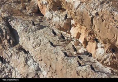 سرشماری پرندگان مهاجر در کهگیلویه و بویراحمد