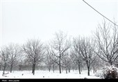 صبح زمستانی یاسوج در آغوش برف؛ بارش برف در روز دوشنبه