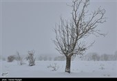 بارش برف در ابهر - زنجان