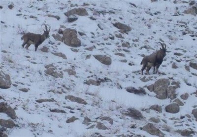 تیمار و رهاسازی 39 مورد حیات وحش در اردبیل