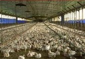 تولید مرغ در بن‌بست نقدینگی؛  تولیدکننده حمایت می‌خواهد نه دستور