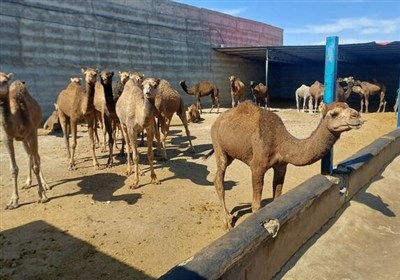 گزارش|جهش شترداری در شاهرود؛ استفاده بهینه از اقلیم خشک و مراتع فقیر