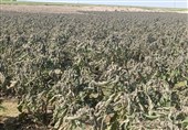 سرمازدگی 100 هکتار از محصولات جالیزی شبانکاره دشتستان+تصویر