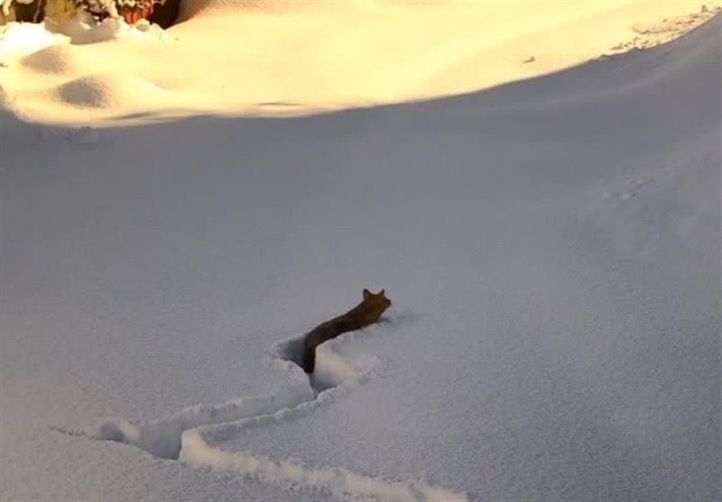 تلاش روباه برای عبور از برف در روستای ایرمحله اشکور رحیم‌آباد