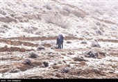 بارش برف زمستانی در شیراز