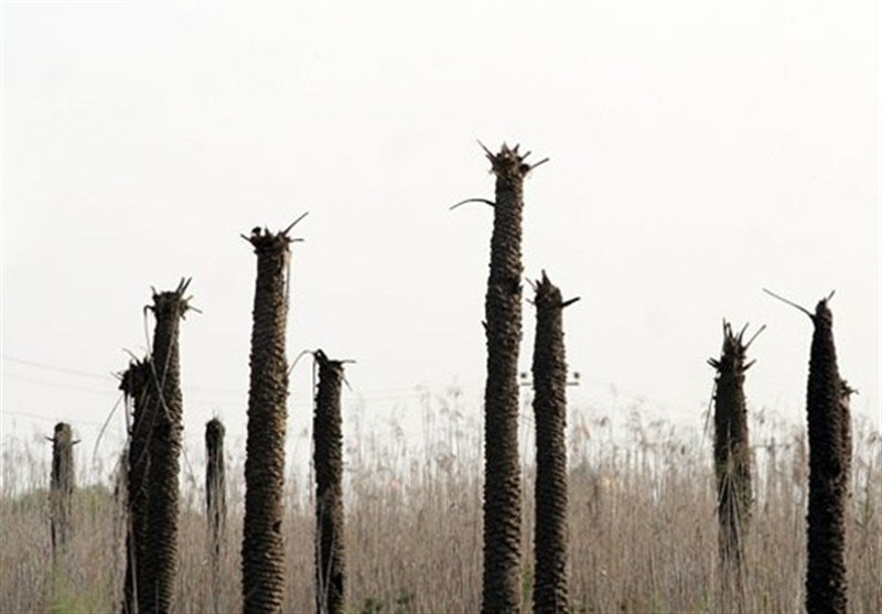 آتش سوزی جنگل ها و مراتع , اعتراض , اغتشاشات 1404 , مشهد مقدس , پایتخت , سید عباس عراقچی , جنگ تحمیلی , خرمشهر , کتاب ,