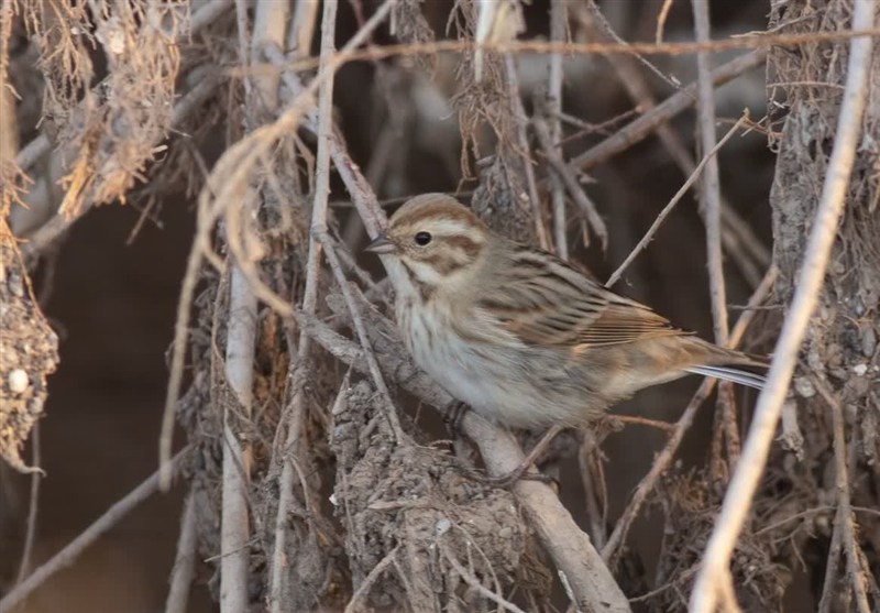 مشاهده و ثبت «زردپره تالابی» برای نخستین‌بار در خراسان جنوبی
