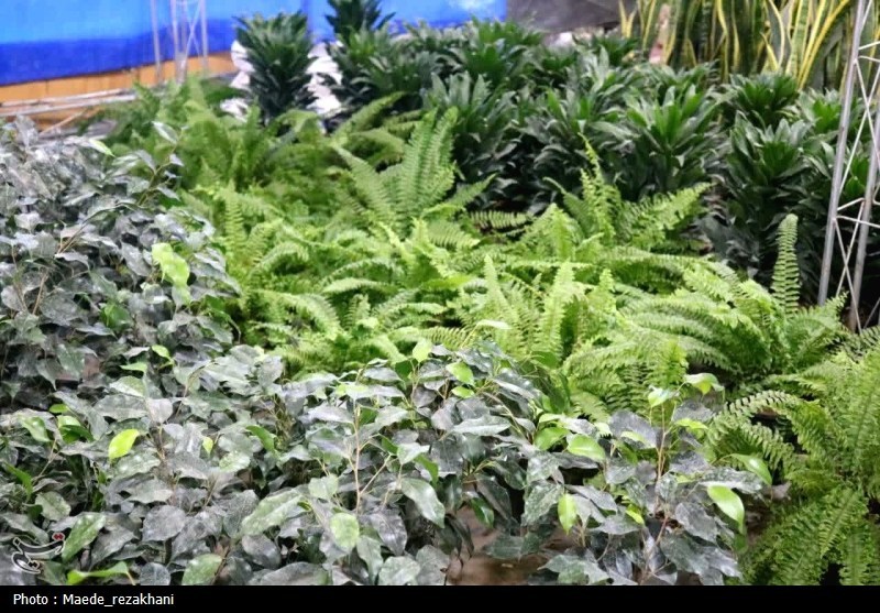 صادرات گل و گیاهان زینتی محلات به ترکمنستان