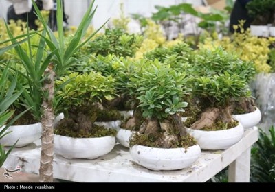 نمایشگاه تخصصی گل و گیاه و صنایع‌دستی قزوین