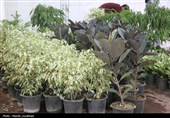 نمایشگاه تخصصی گل و گیاه و صنایع‌دستی قزوین