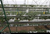 بهره‌برداری از گلخانه تولید توت‌فرنگی و مرغداری گوشتی در نمین