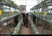 بهره‌برداری از گلخانه تولید توت‌فرنگی و مرغداری گوشتی در نمین