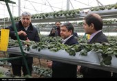 بهره‌برداری از گلخانه تولید توت‌فرنگی و مرغداری گوشتی در نمین