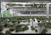 بهره‌برداری از گلخانه تولید توت‌فرنگی و مرغداری گوشتی در نمین