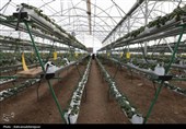 بهره‌برداری از گلخانه تولید توت‌فرنگی و مرغداری گوشتی در نمین