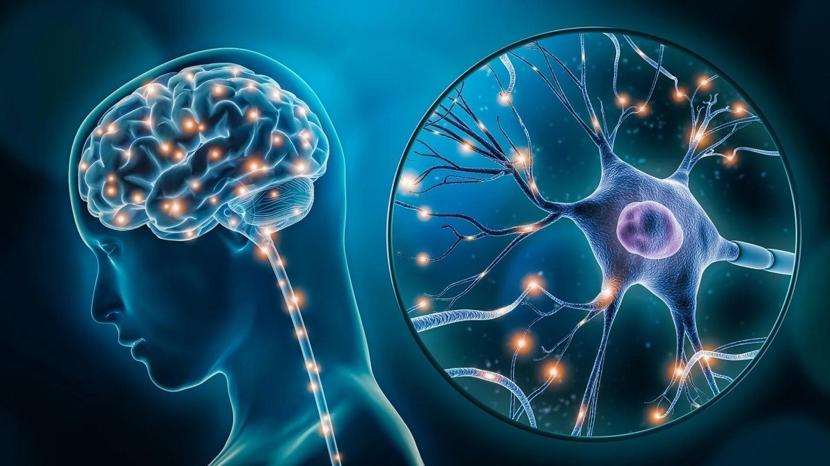 سلول‌های بنیادی , 