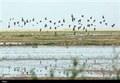 پایش 20 سال داده تالاب‌های کشور با هوش مصنوعی آغاز می‌شود