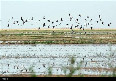 نجات «عروس تالاب‌های شمال‌غرب» از حریق؛ آتش قره‌قشلاق مهار شد
