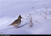 بارش برف در مناطق سردسیر خرم اباد