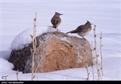 بارش برف در مناطق سردسیر خرم اباد