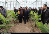 بازدید استاندار اردبیل از گلخانه‌ای هوشمند هیدروپونیک در پارس‌آباد