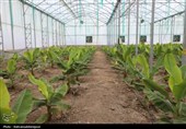 بازدید استاندار اردبیل از گلخانه‌ای هوشمند هیدروپونیک در پارس‌آباد