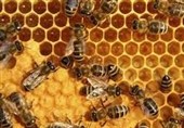 تولید عسل در ایران به 128 هزار تن رسید
