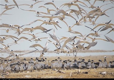 دیر و نخیلو؛ روایت بکر از زادآوری پرندگان در حساس‌ترین زیستگاه ایران