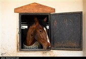 مسابقات منطقه‌ای پرش با اسب در قم