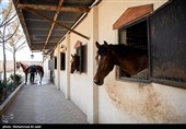 مسابقات منطقه‌ای پرش با اسب در قم