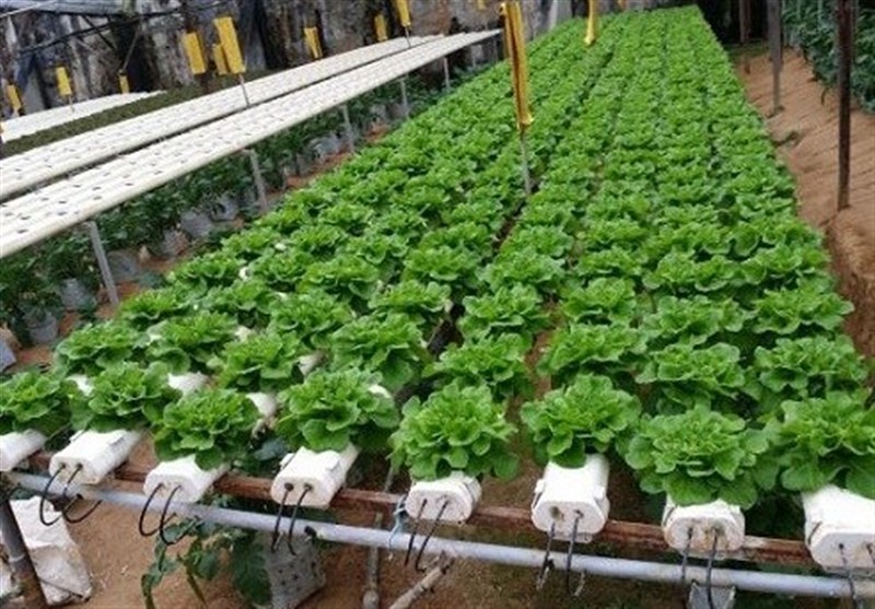 نسخه نوین کشاورزی در قشم؛ عبور از خاک برای رسیدن به امنیت غذایی 