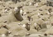 پرورش گوسفندان پربازده اصلاح‌نژادی در مشهد به بهره‌برداری رسید
