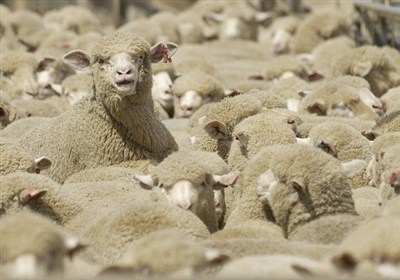 قطر رسما خواستار واردات دام سبک از ایران شد